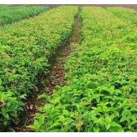 流蘇苗銷售、山西流蘇苗供應(yīng)、流蘇苗價格