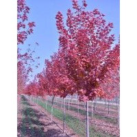 優質山東美國紅楓，山東美國紅楓小苗，山東美國紅楓苗木。