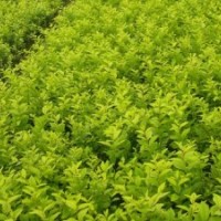 山西綠茵苗木： 金葉女貞,華山松 ,紅葉碧桃、