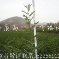 皂角樹(shù)苗