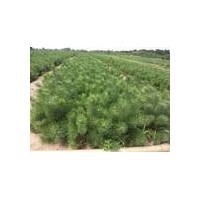 大量供各種規格側柏 油松 白皮松 雪松 華山松