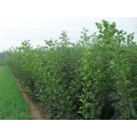 供應山楂苗 供應山楂苗