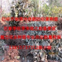 珍稀苗木巨紫荊江蘇獨(dú)家供應(yīng)巨紫荊苗基地看貨辨真?zhèn)?/></a>
<div><a href=