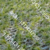 出售白皮松、華山松、大量龍柏、黃楊、紅葉石楠、大櫻桃苗、櫻花