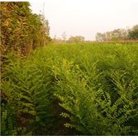 【洪運(yùn)苗圃】大規(guī)格國槐、國槐小苗大量
