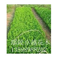 供應：國槐、欒樹、合歡、青桐、白臘、大葉女貞、垂柳