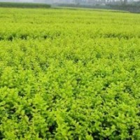 河南花木基地低價出售大量20-25公分豆瓣黃楊、大葉黃楊