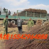 山丁子苗，櫻桃苗，櫻桃種子，臭李子苗