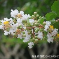 白色銀薇苗批發開白花的銀薇樹苗也叫猴刺脫樹苗無皮樹苗