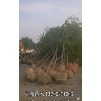 白蠟速生白蠟基地山東榆樹國槐