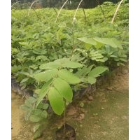 花旗木苗，花旗木樹苗，花旗木小苗，花旗木價格