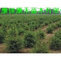2-5年生杯栽云杉苗20-120cm