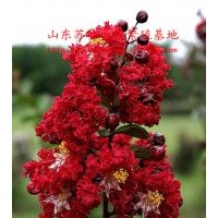 紅火箭紫薇|美國紅火箭紫薇扦插小苗“紅葉紫薇|帶營養土包成活