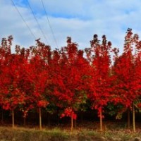 臨沂美國紅楓，臨沂美國紅楓小苗，萬隆美國紅楓供應。