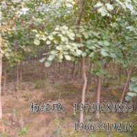 速生柳海源廠家專業供應