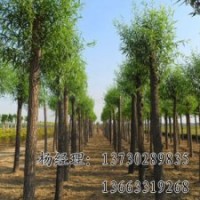 垂柳海源廠家專業(yè)供應(yīng)