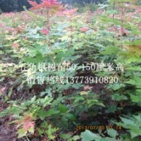 地錦槭小苗移植五角槭苗在緑化中的價值
