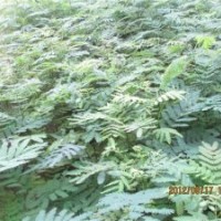供小苗速生國槐，速生白蠟，垂柳，法桐，合歡，臭椿，黃柳