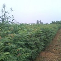 南陽北欒--高度50--150公分，南陽欒樹苗20萬株