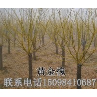 低價供應：苦楝小苗 冬紅白蠟半成品 速生國槐當年苗
