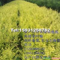 農戶出售地接金葉榆