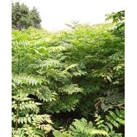 北欒樹小苗出售、北欒樹苗價(jià)格優(yōu)惠