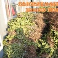 濱州出售速生白蠟小苗300萬棵、惠民優質速生白蠟
