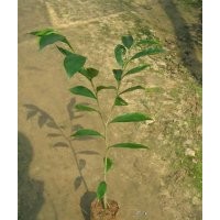 供應沉香苗、沉香樹苗