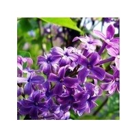 供應丁香，薔薇，連翹，木槿