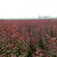 供應紅葉李太陽李,稠李,矮櫻,紅梅,綠梅,紅葉桃,榆葉梅,珍珠梅,滿