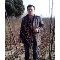 低價供應紅葉碧桃、紅葉李、紫葉李、紫葉稠李、美人梅、榆葉梅等