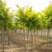 金枝白蠟樹苗3-5m_價格80元/左右