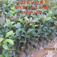 買桂花樹苗桂花種苗桂花種子到廣州佳景林業種苗苗圃