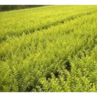 大葉黃楊，紅葉石楠，小葉女貞，小葉黃楊