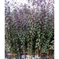 紅楓、雞爪槭、櫻花、西府海棠、青楓、紅葉李、紅花紫薇