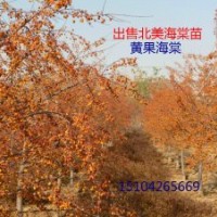 123蘋果苗、寒富蘋樹苗、北美海棠苗