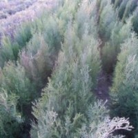 側柏，油松容器袋，白皮松， 國槐苗，冬青