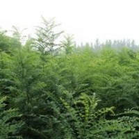 紫葉矮櫻、紫葉李、白蠟苗、火炬苗、國槐苗