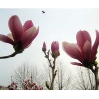 龍湖辛夷苗1-120cm特賣(mài)