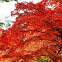 紅楓圖片，紅楓基地