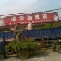 日照龍柏苗木基地常年低價(jià)出售龍柏大小苗
