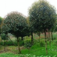 1公分桂花價(jià)格，2公分八月桂價(jià)格，1-2公分桂花價(jià)格行情