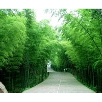 竹子，黃楊，女貞