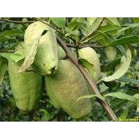 供應木瓜海棠、皺皮木瓜苗、光皮木瓜苗、木瓜種子