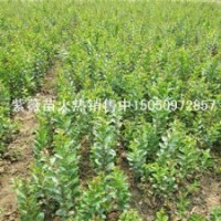 宿遷最專業苗木基地批發紫薇苗赤薇苗銀薇苗木蘭花苗