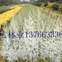 彩葉苗木金冠柏,藍劍柏,藍冰柏