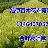 金葉復葉槭