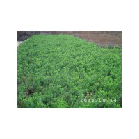 2013年預定小苗》金葉復葉槭，紫葉綢李，興安柏。爬地柏金山