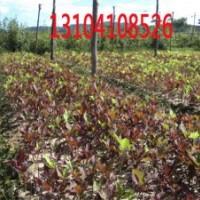 供紫葉稠李、密枝紅葉李、金葉復(fù)葉槭、王族海棠