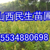 側柏價格 山西側柏 綠化側柏